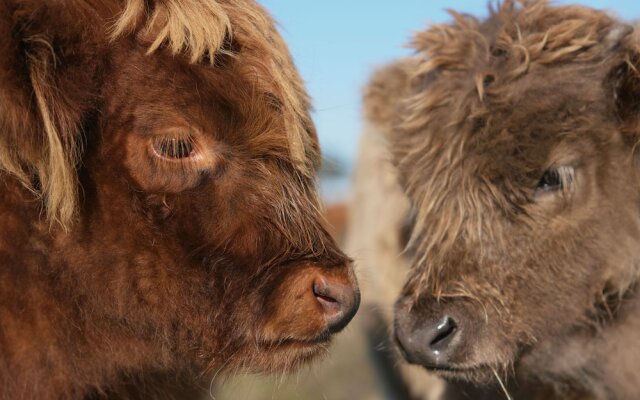 Willow Wood Glamping Retreat