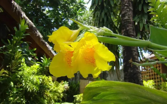 Melinda's Garden