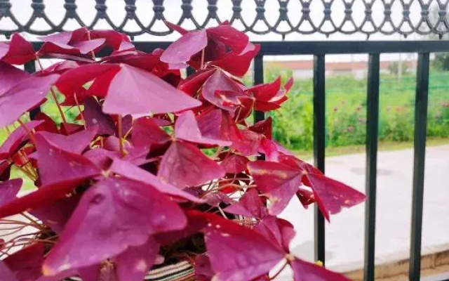 Beijing Tian Bian a boutique villa home stay