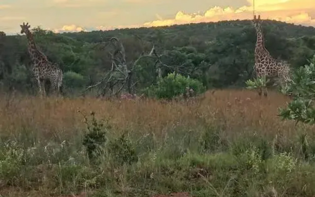 Five Pebbles on Piece of Africa