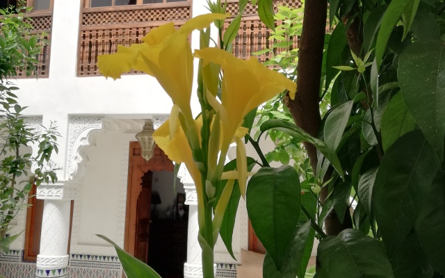 Riad Ben Youssef