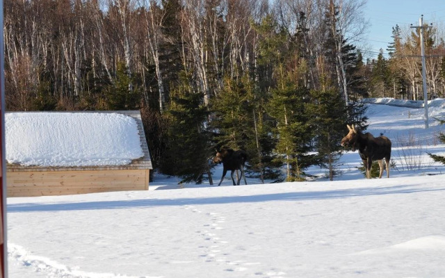 The Dancing Moose Cafe