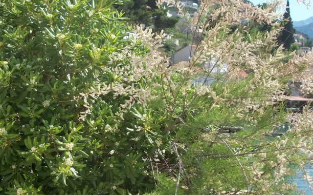 Apartment Beach House