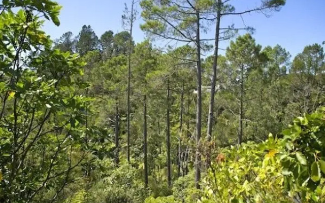 Treetop Oasis - Tairua Executive Holiday Home