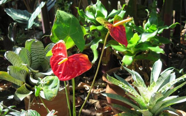 The Garden Apartment at The Hacienda