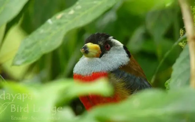 Tandayapa Bird Lodge