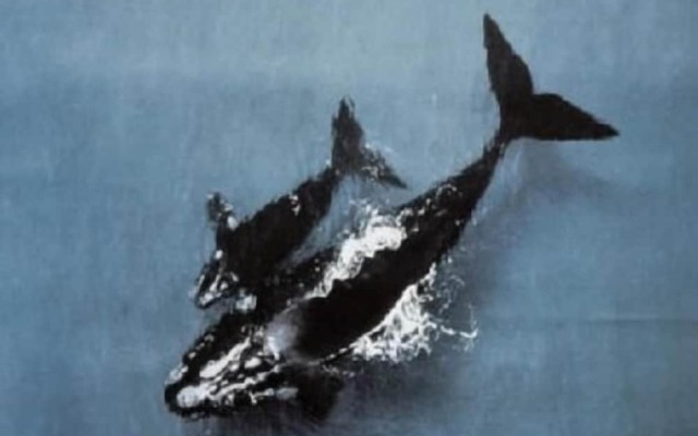 Whalers B&B