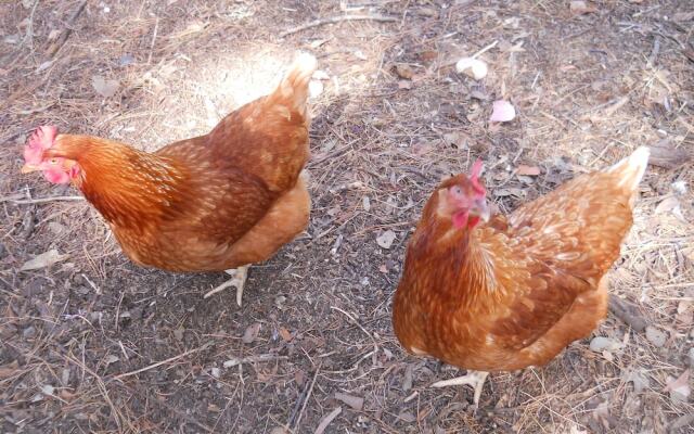 Fernleigh Accommodation