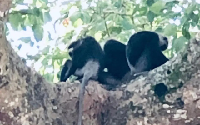 senarathna guest house