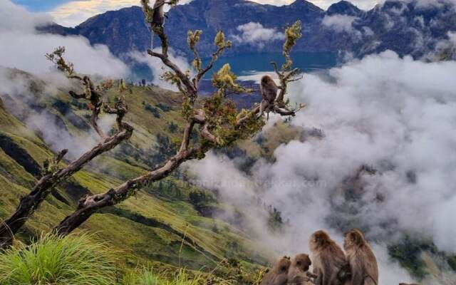 Tresno Sembalun Rinjani