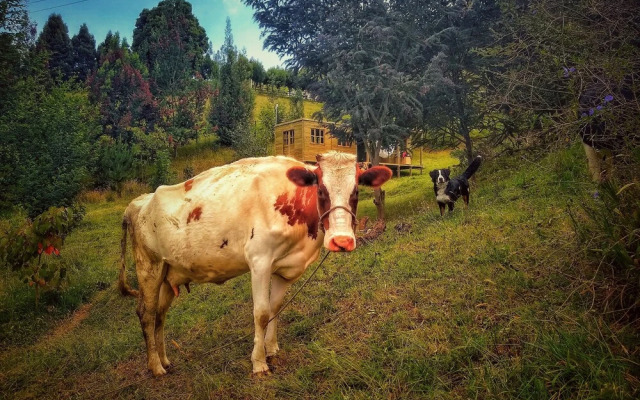 Finca Agrreste Bed & Breakfast