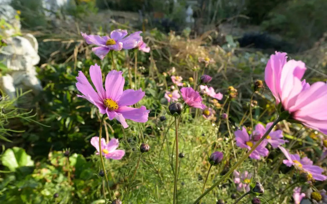 Orchard Glamping -willow Pod