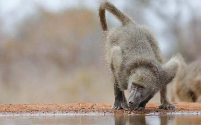 Southern Sands Eco Lodge