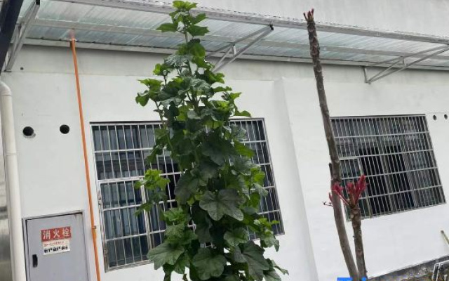 Rongqi Homestay (Chongqing Baisha Film Base)