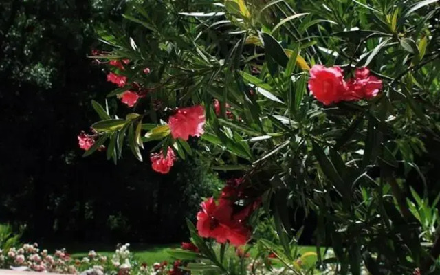 Börzsönyliget Vendégház