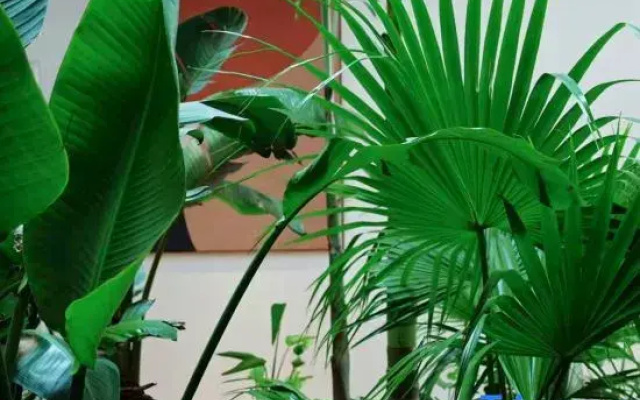 "Meet Not Late · Moonight Audio-Visual Garden (Siguniang Mountain Branch