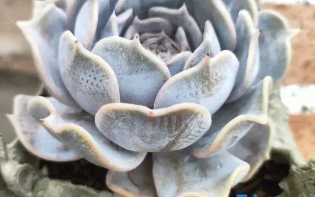 shaxifanjiangduoromigsu