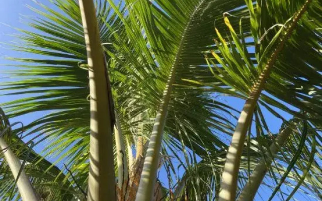 Sanya Xiaoyue Homestay (Haitang Bay International Duty Free City Branch)