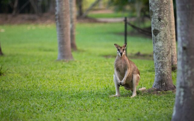 Daintree Wild Zoo & B&B