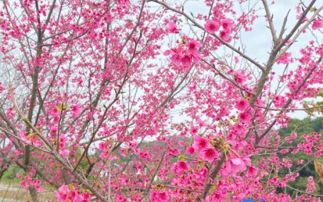 Fogang Hemingzhou Sakura Hot Spring Resort