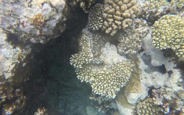 Star Of Dahab