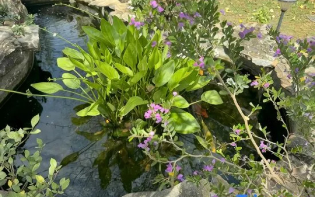 MyGarden Villa Binh Chau Hotspring
