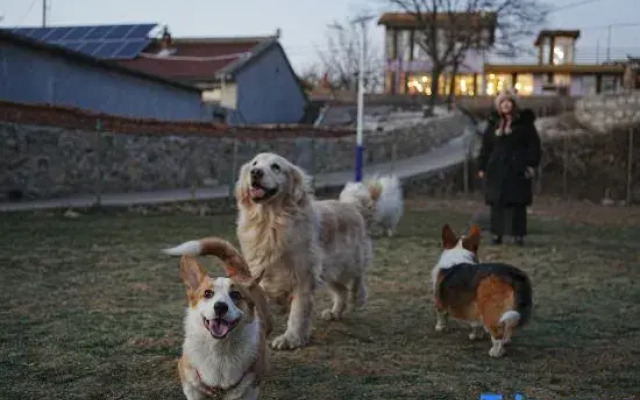Nature in Nature Pet-friendly Courtyard（Jingzhuang）