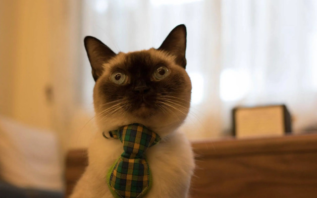 Smokey Cat B&B