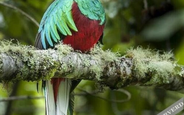 Cabinas El Quetzal