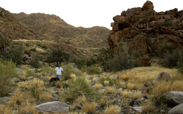 Solitaire Desert Farm