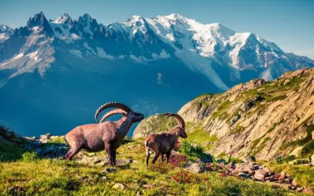 Residence De Lognan- Les Jorasses 26