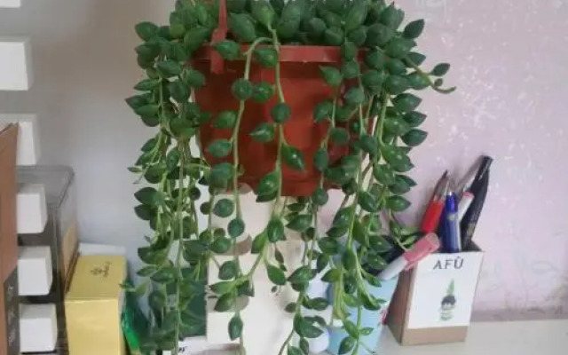 guesthouse (Shuang Liu airport)