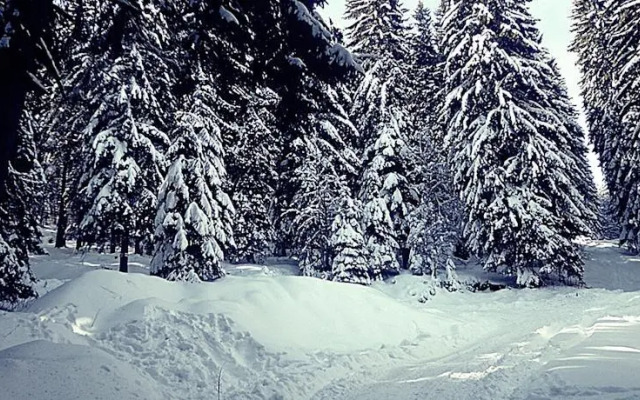 Snowy Dreams Pamporovo Apartments