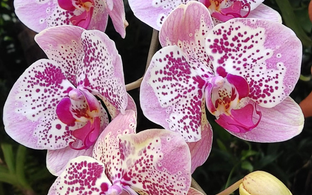 Recanto Toca das Plantas de Ilhabela II