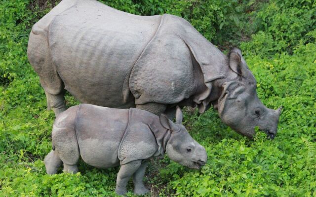 Rhino Lodge & Hotel