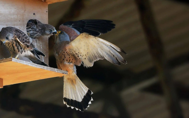 Locanda Villa Naumanni