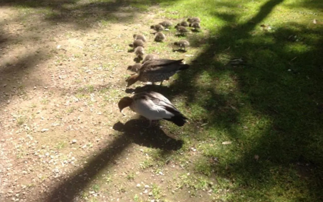 Ballarat cottages incorporating yarrowee cottage and Admirals cottage