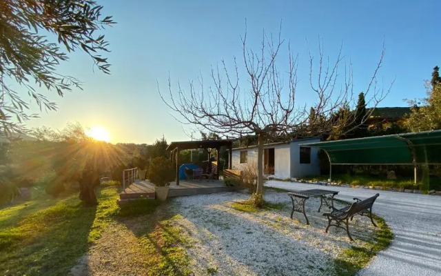 Olive Grove