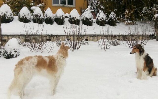 Swiss Borzoi House