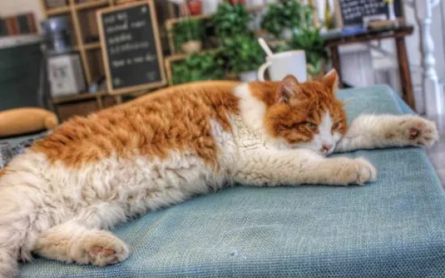 Xiyu Hostel · Cat Café