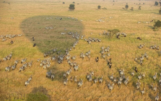 Serengeti Serena Safari Lodge