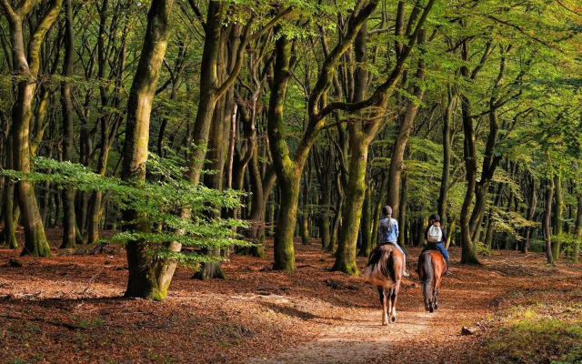 Aigle Noir Hotel Fontainebleau -  MGallery Collection