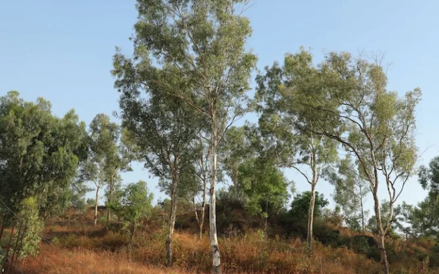 The Lavin Valley