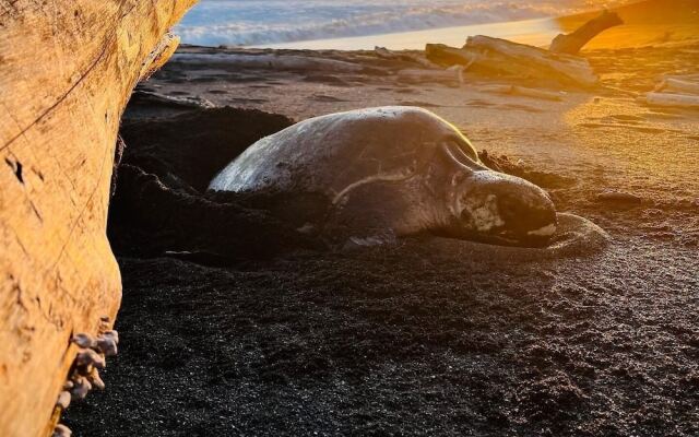 Ola Bonita BeachFront Apart Hotel
