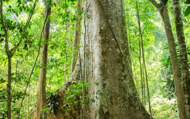 Mutiara Taman Negara