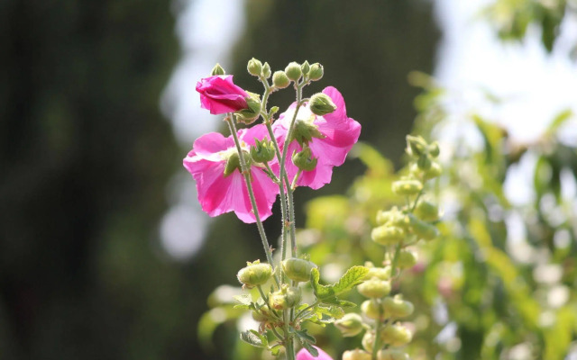 Rooms and apartments Sally