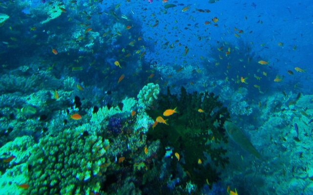 Mai Dive Astrolabe Reef Resort