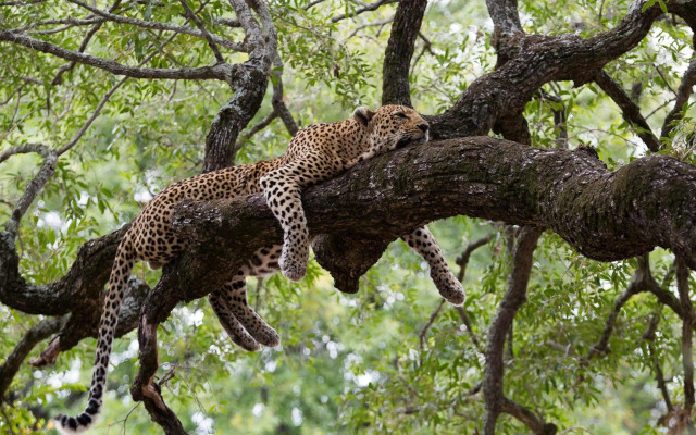 Tintswalo Safari