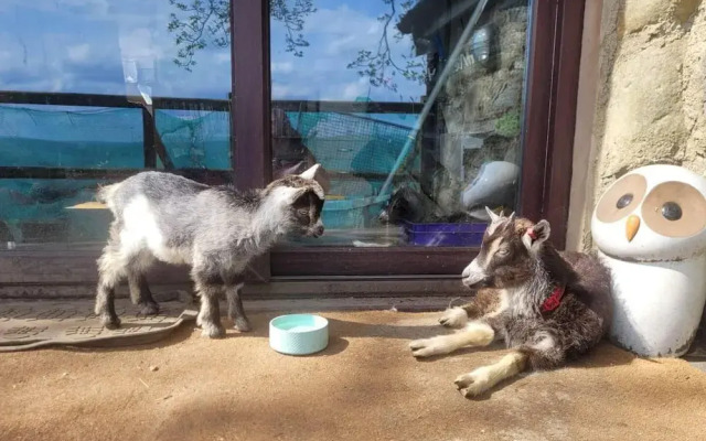 Idlewild Animal Sanctuary Farmhouse Stay - Charity
