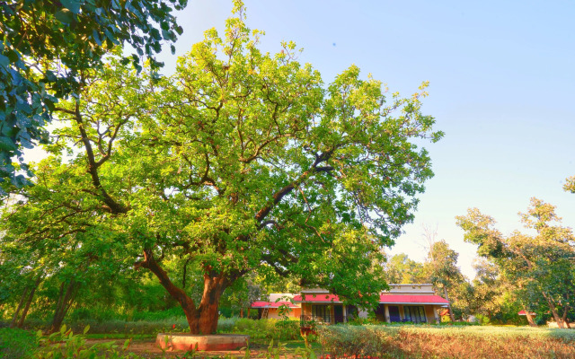 Bundela Bandhavgarh by Octave